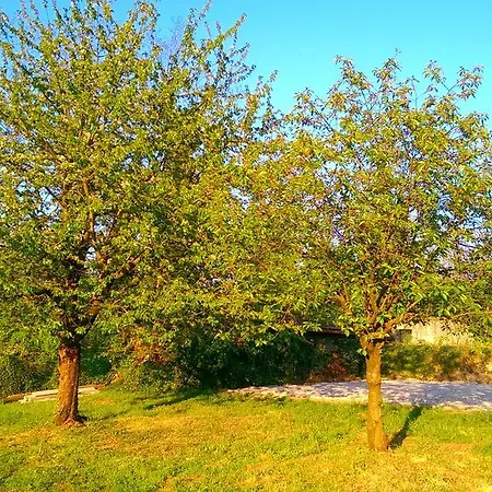 Vinago Belvedere Mornago