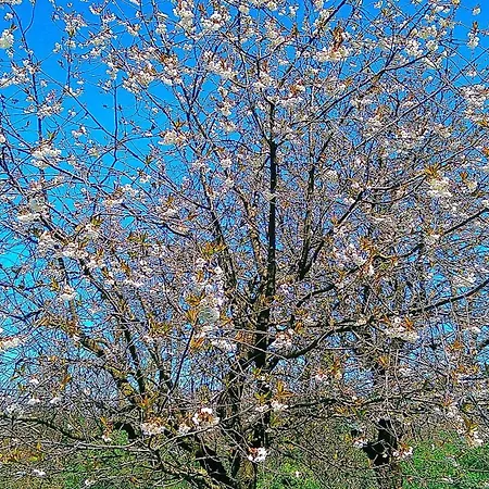 Vinago Belvedere 3* Mornago