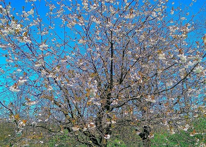 Vinago Belvedere 3* Mornago